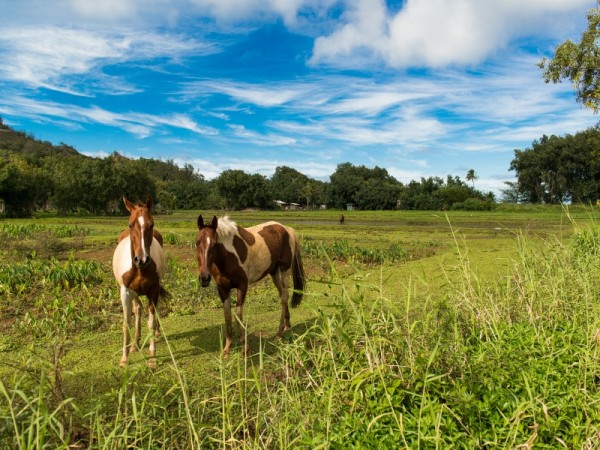 Horses