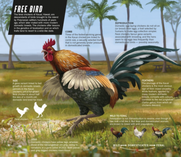 Feral chicken of Kauai